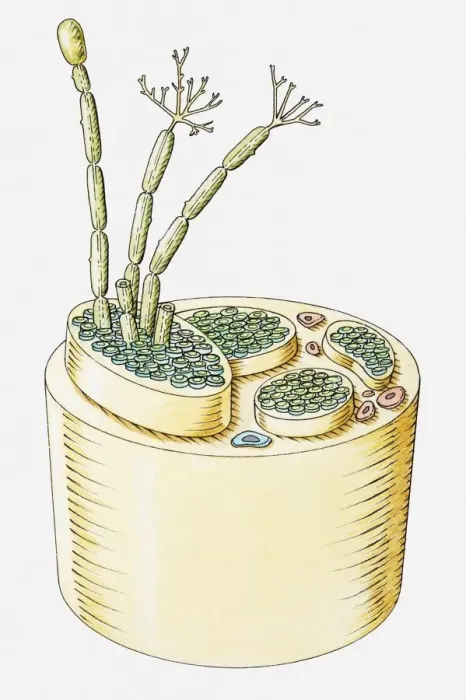 Framed Print : Cross section illustration of human nerve Framed Print : Cross section illustration of human nerve