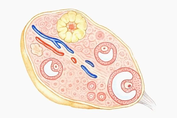 Cross section illustration of human ovary
