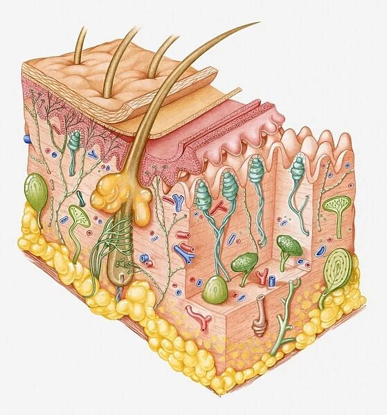 Cross section illustration of human skin showing touch receptor nerves