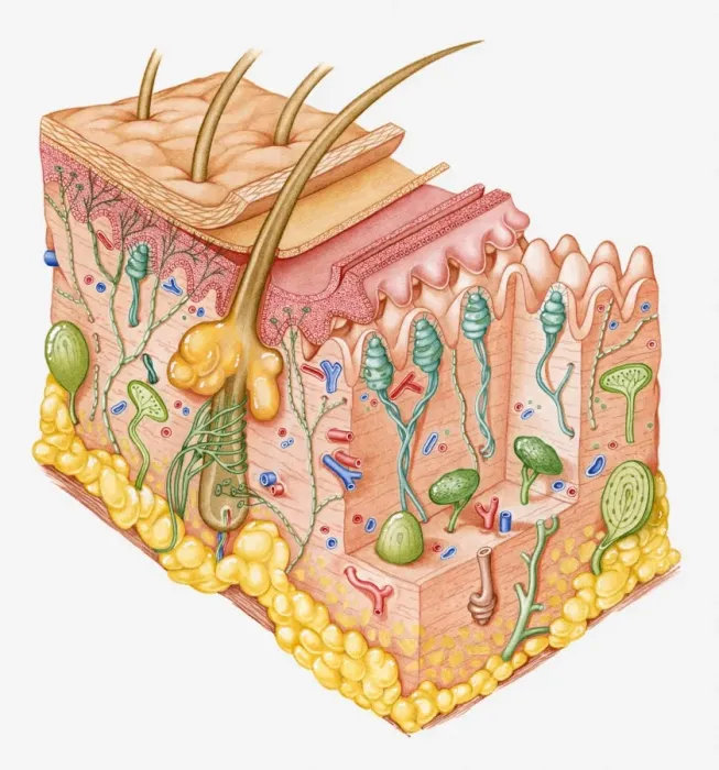 Framed Print : Cross section illustration of human skin showing touch receptor nerves Framed Print : Cross section illustration of human skin showing touch receptor nerves