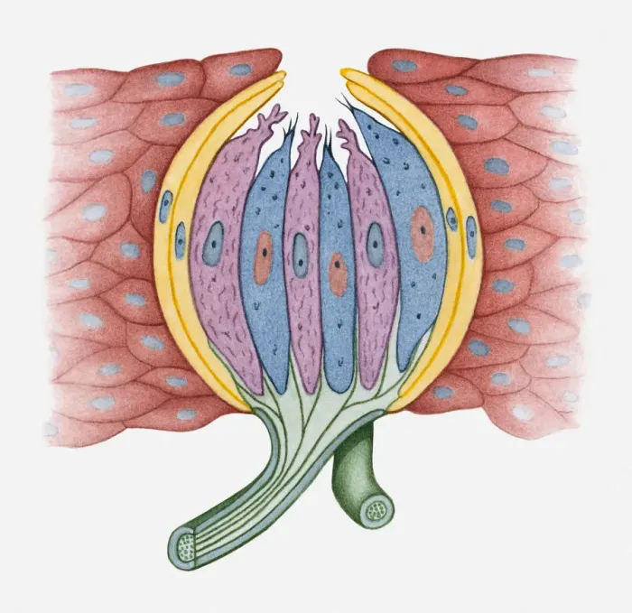Framed Print : Cross section illustration of human taste bud Framed Print : Cross section illustration of human taste bud