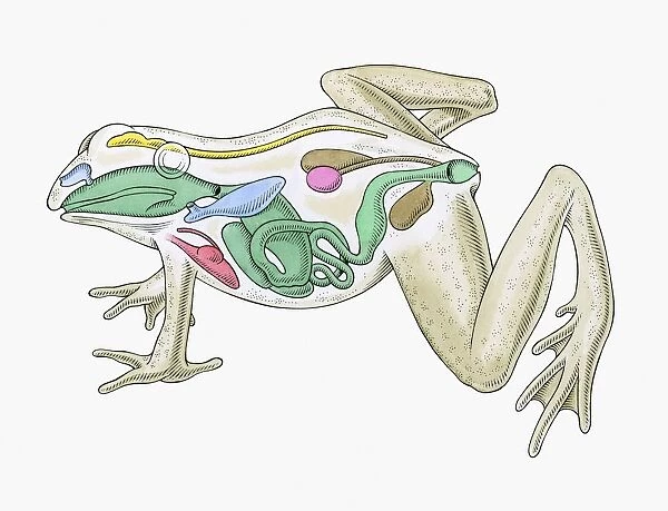 Cross section illustration of internal anatomy of male frog