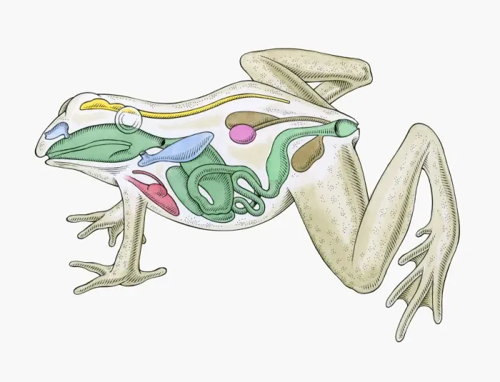 Framed Print : Cross section illustration of internal anatomy of male frog Framed Print : Cross section illustration of internal anatomy of male frog