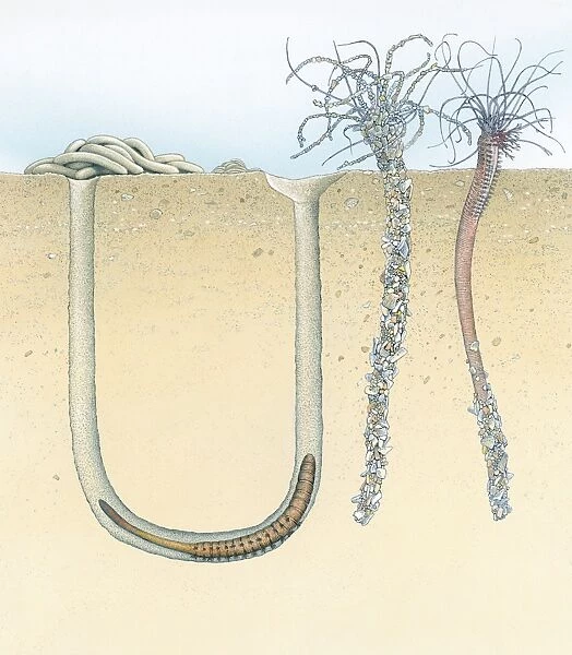 Cross section illustration of Lugworm in u-shaped burrow with waste at entrance, and Sand Mason showing discarded tube of shells and sand
