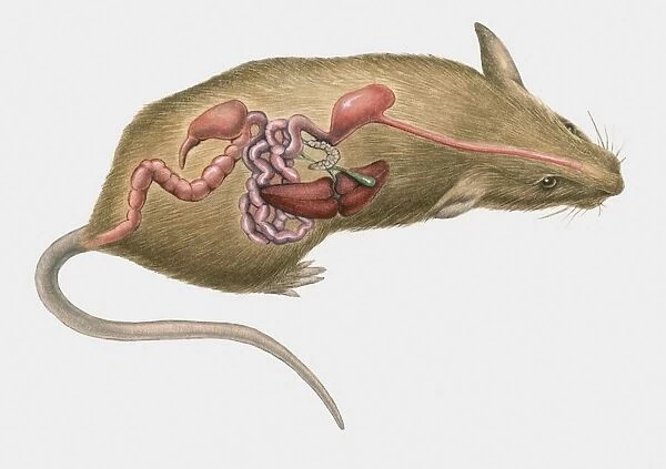 Cross section illustration of mouse internal organs