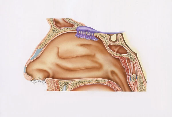 Cross-section illustration of nasal cavity, nasal epithelium, and smell receptors (Olfaction)