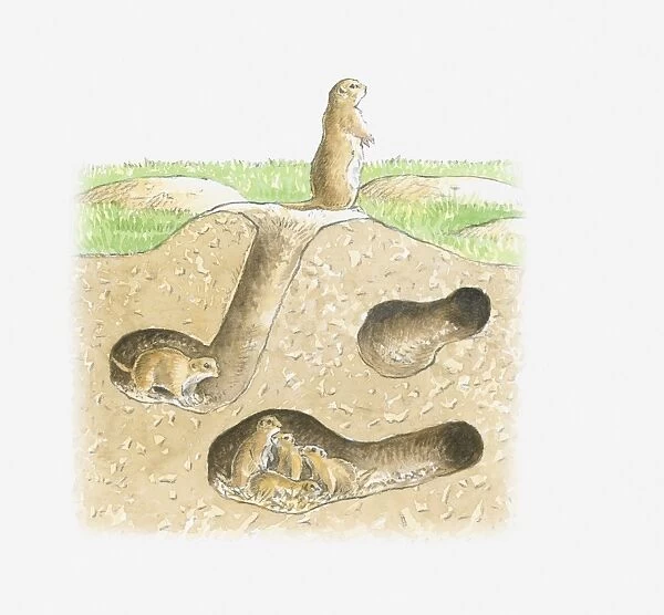 Cross section illustration of Prairie Dog burrow with tunnels and family in chamber and adult sitting near entrance