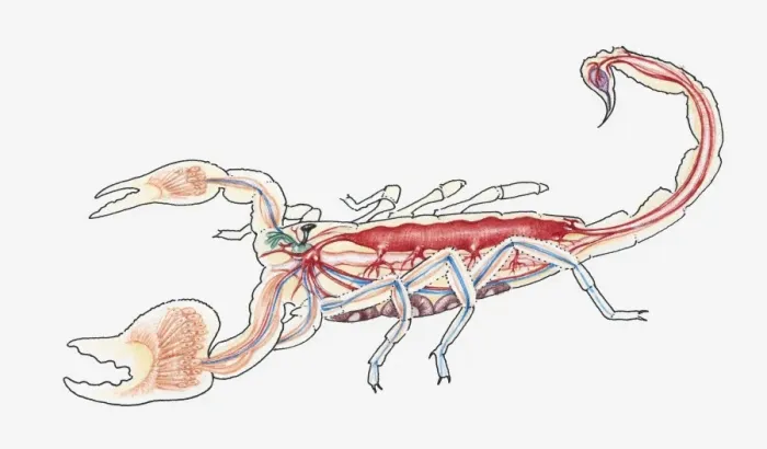 Framed Print : Cross-section illustration of a scorpion Framed Print : Cross-section illustration of a scorpion