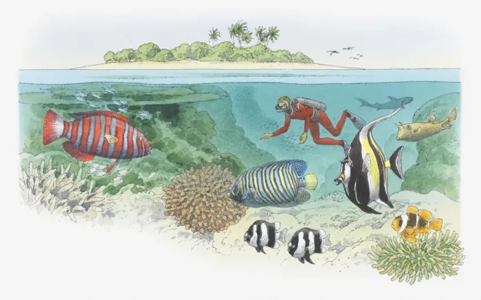 Framed Print : Cross section illustration of scuba diver swimming near coral reef, and tropical in waters off island Framed Print : Cross section illustration of scuba diver swimming near coral reef, and tropical in waters off island