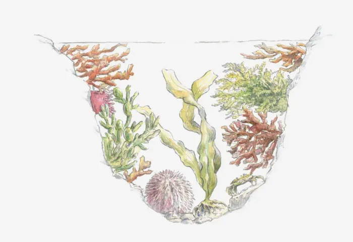 Framed Print : Cross section illustration of seaweed and sea urchins in rock pool
