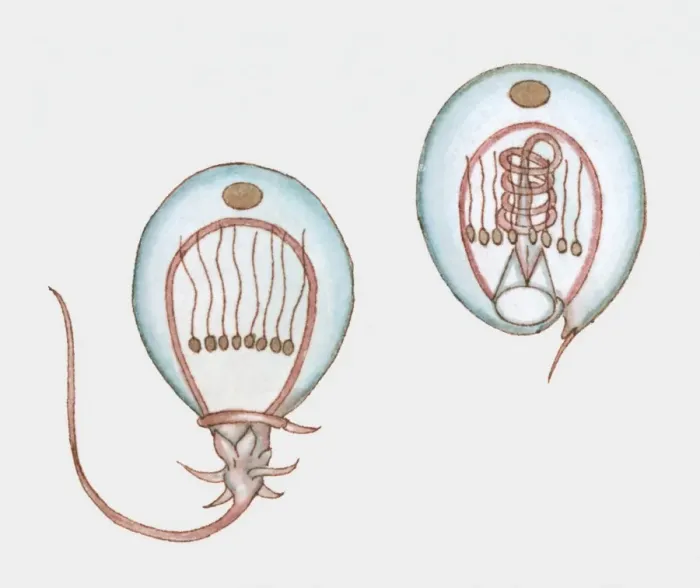 Framed Print : Cross section illustration showing how a jellyfish stings Framed Print : Cross section illustration showing how a jellyfish stings