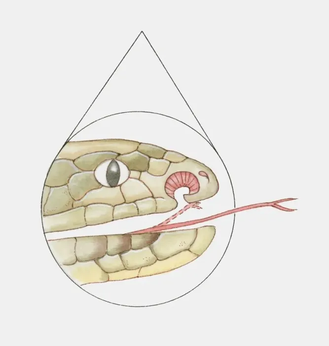 Framed Print : Cross section illustration of Snakes mouth showing vomeronasal organ and forked tongue