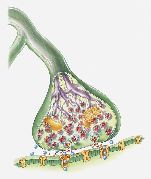 Cross section illustration of Synapse