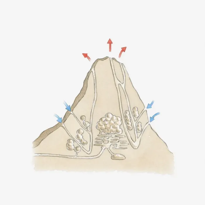 Framed Print : Cross section illustration of termite mound showing tunnels and chambers Framed Print : Cross section illustration of termite mound showing tunnels and chambers