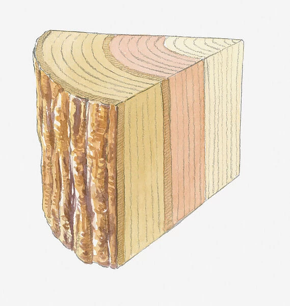 Cross section illustration of tree trunk showing rings