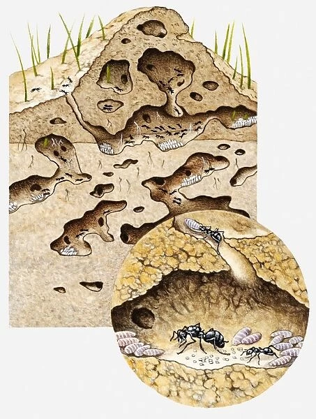 Cross-section illustration of tunnel system inside nest of Black garden ant (Lasius niger)