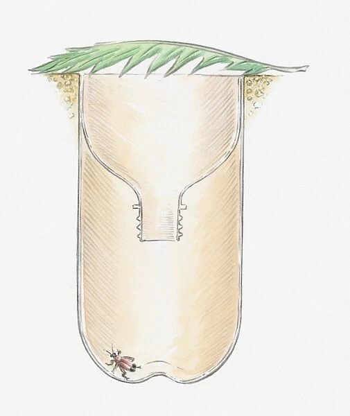 Cross section illustration of underground insect trap made from plastic bottle with leaf on top and beetle at the bottom