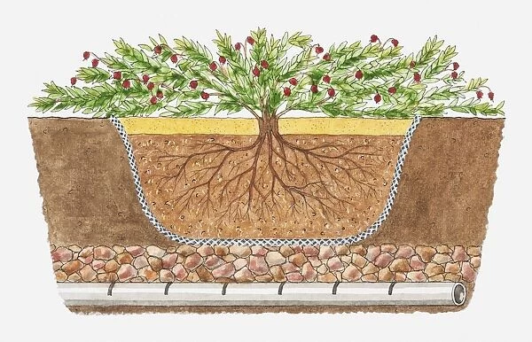 Cross section illustration of Vaccinium macrocarpon (Cranberry) bed showing roots and layers of soil, stones and drainage pipe