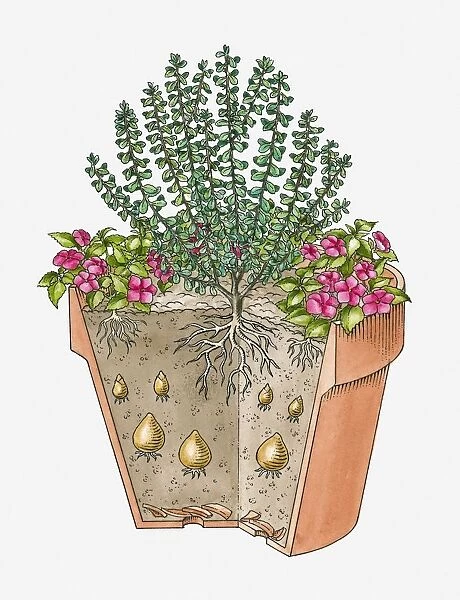 Cross-section illustration of various plants grown in single container