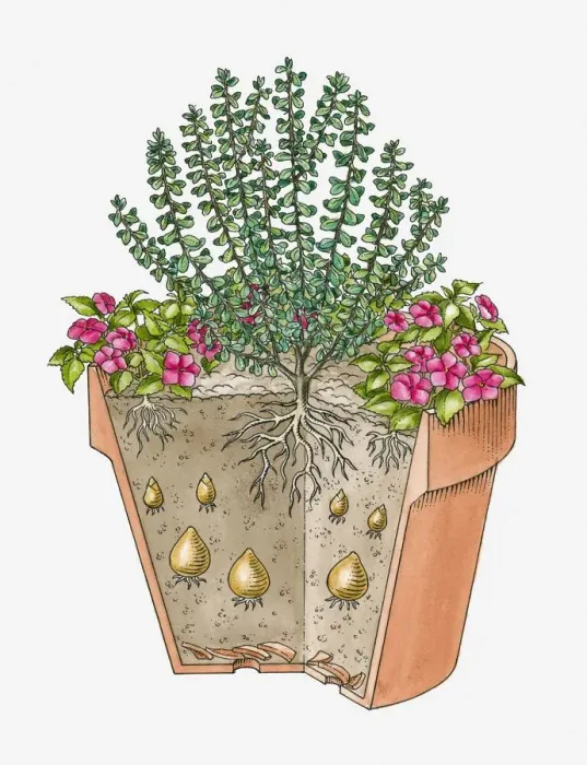 Framed Print : Cross-section illustration of various plants grown in single container Framed Print : Cross-section illustration of various plants grown in single container