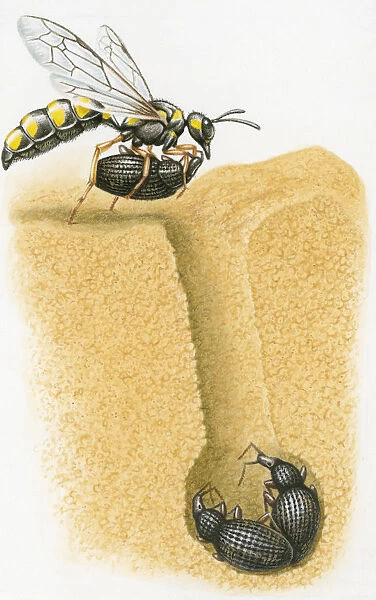 Cross section illustration of wasp carrying weevil into burrow