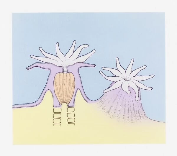 Cross section and full length illustration sea anemone