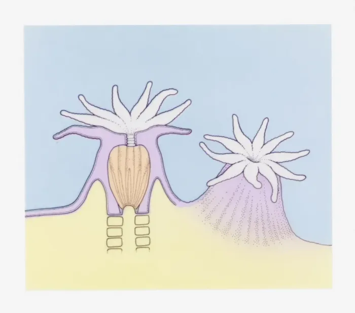 Framed Print : Cross section and full length illustration sea anemone Framed Print : Cross section and full length illustration sea anemone