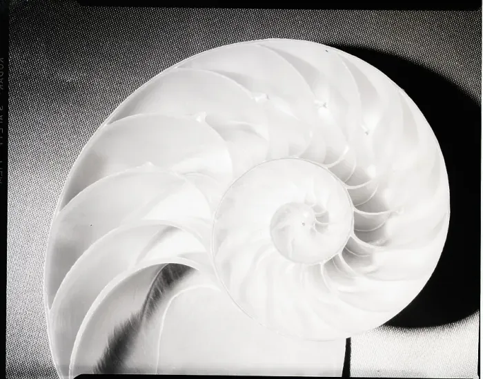Framed Print : Cross Section of Nautilus Shell Framed Print : Cross Section of Nautilus Shell