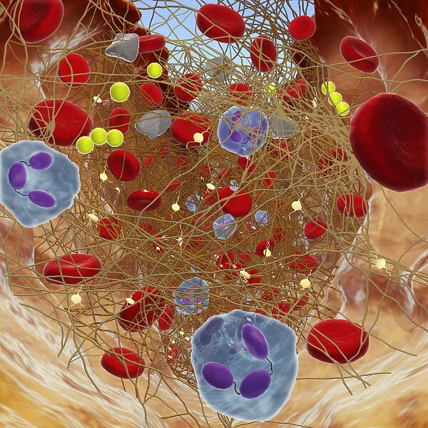 Cross section showing wound below skin, long fibrin threads trapping red blood, yellow platelets cau