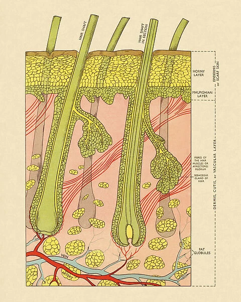 Cross Section of Skin With Hair Follicles