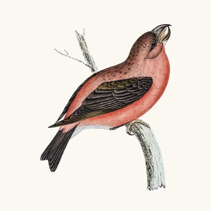 Framed Print : Crossbill bird Framed Print : Crossbill bird