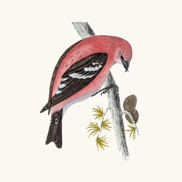 Framed Print : Crossbill bird Framed Print : Crossbill bird