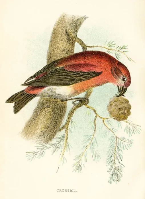 Framed Print : Crossbill engraving 1896 Framed Print : Crossbill engraving 1896
