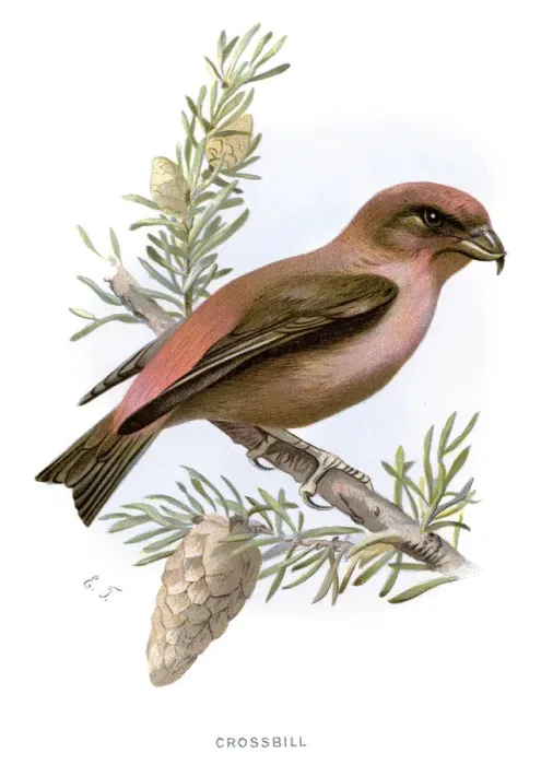 Framed Print : Crossbill - Loxia curvirostra