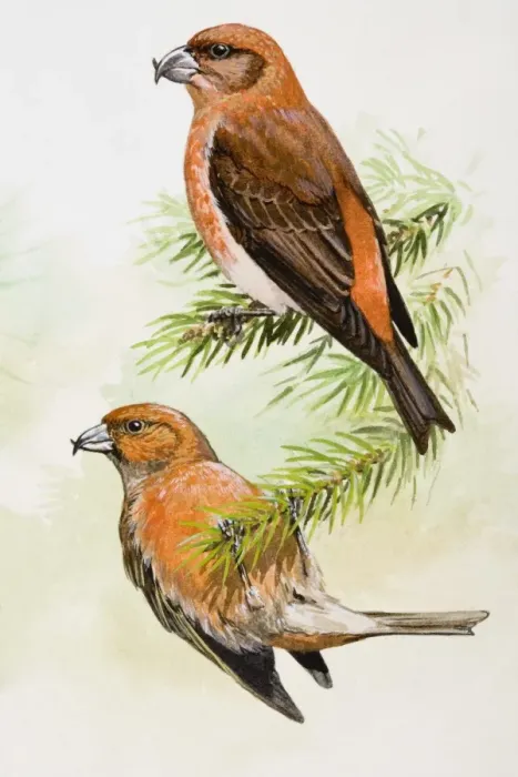 Framed Print : Crossbill (Loxia curvirostra), two birds, one perching, and the other hanging upside down from branch, side view