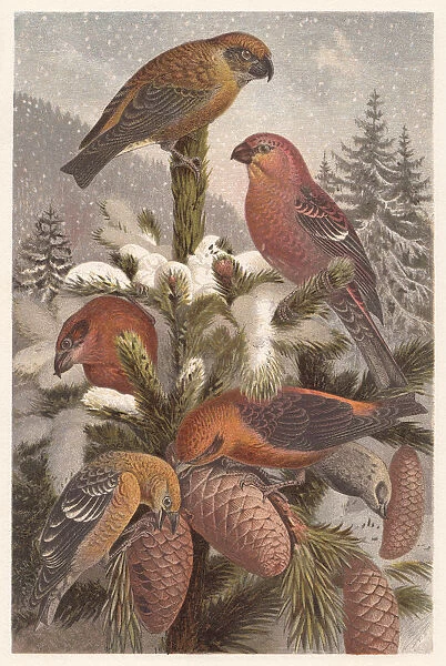 Crossbills (Loxia), lithograph, published in 1882