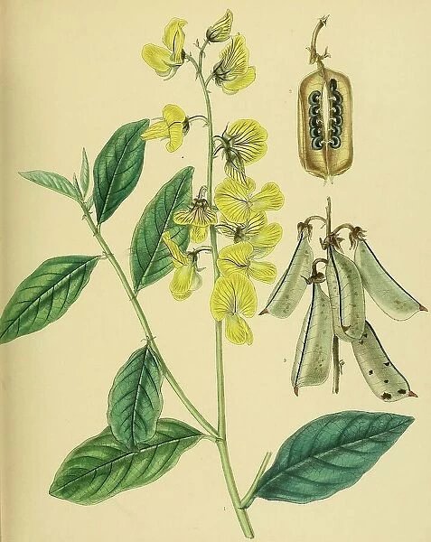 Crotalaria walkeri, native to Southeast Asia, Sri Lanka, digitally restored historical colour print from 1893