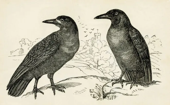 Framed Print : Crow bird engraving 1851 Framed Print : Crow bird engraving 1851