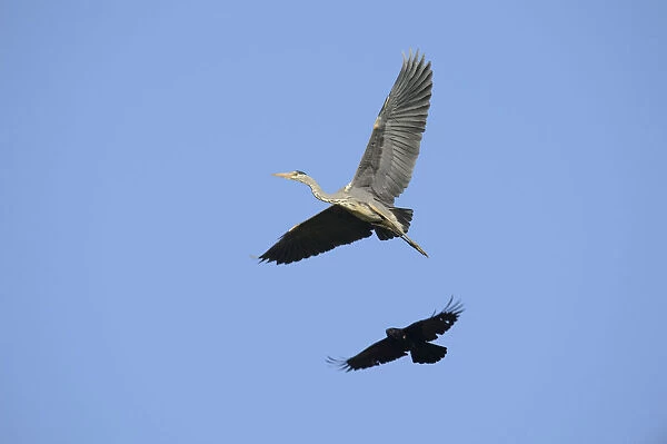 A Crow -Corvus sp. - is mobbing a Grey Heron -Ardea cinerea- in order to drive it from its territory, Hamburg, Germany