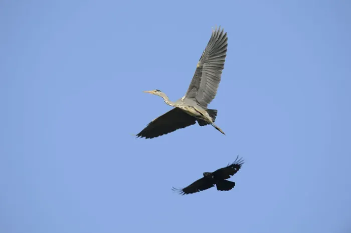 Framed Print : A Crow -Corvus sp. - is mobbing a Grey Heron -Ardea cinerea- in order to drive it from its territory, Hamburg, Germany Framed Print : A Crow -Corvus sp. - is mobbing a Grey Heron -Ardea cinerea- in order to drive it from its territory, Hamburg, Germany