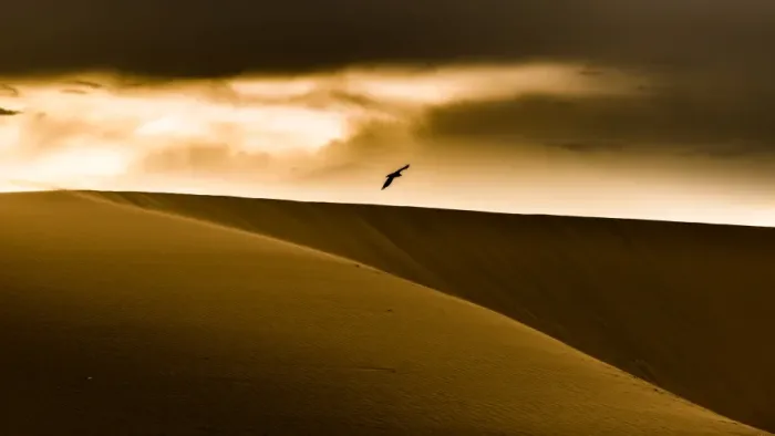 Framed Print : Crow flying over sand dunes