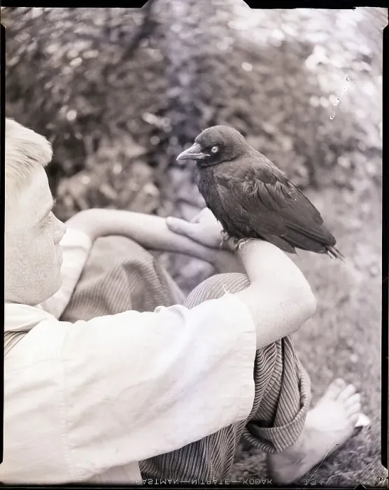Framed Print : Crow Perched on Boy's Arm Framed Print : Crow Perched on Boy's Arm