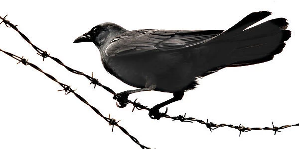 Crow On A Razor Wire