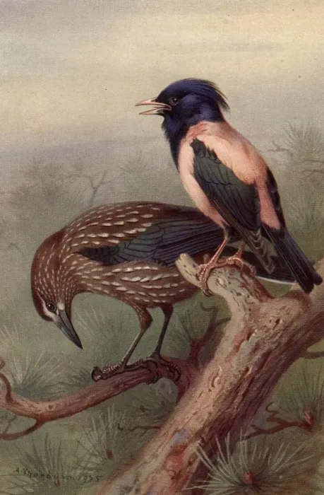 Framed Print : Crow And Starling Framed Print : Crow And Starling
