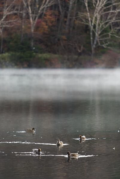 Crowd of ducks on the small lake in Nikko, Japan
