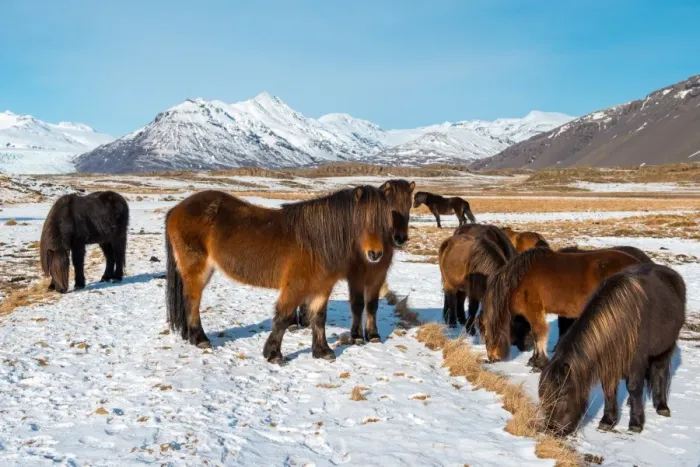 Framed Print : The crowd of Icelandic horses in winter season