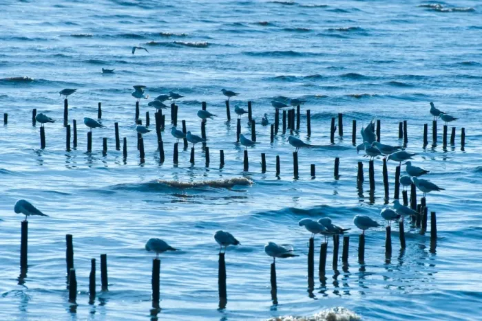 Framed Print : Crowd Of Seagull Framed Print : Crowd Of Seagull