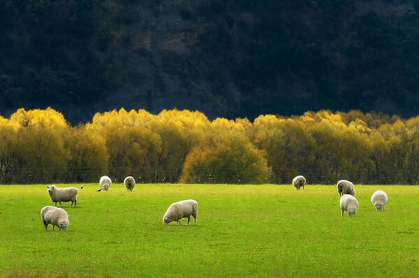 Crowd of Sheep and the yellow trees in the background