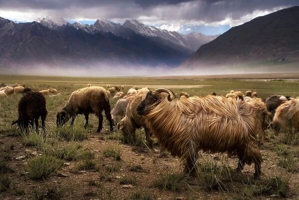 Crowd Of Sheep at Zanskar valley