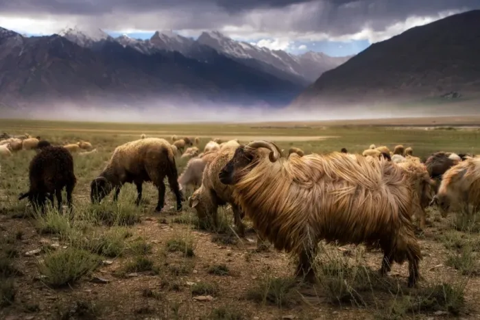 Framed Print : Crowd Of Sheep at Zanskar valley Framed Print : Crowd Of Sheep at Zanskar valley